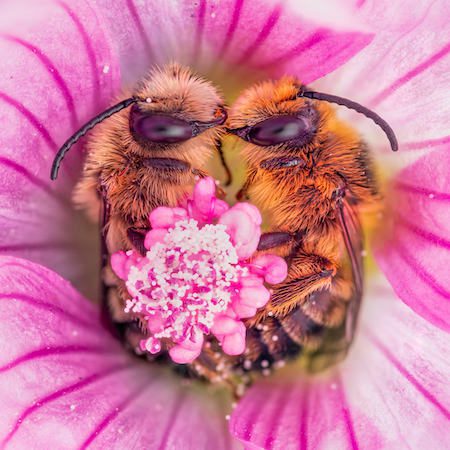 Odkryj piękno pszczół z marką Guerlain. To miłość od pierwszego BUZZ