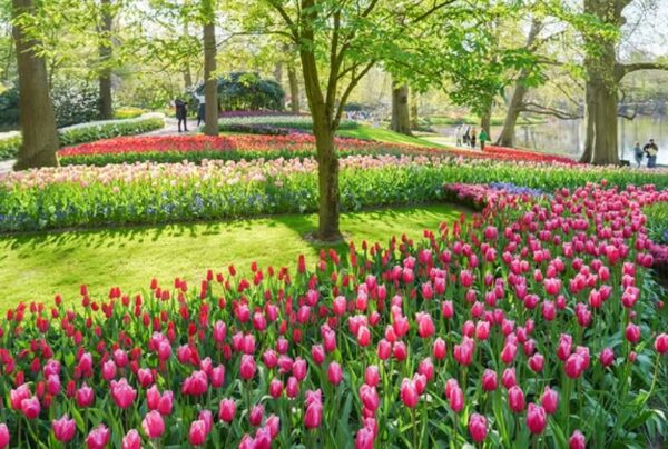 Ogrody Keukenhof w Lisse w Holandii.