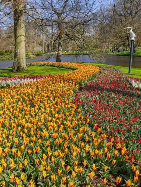 Ogrody Keukenhof w Lisse w Holandii.