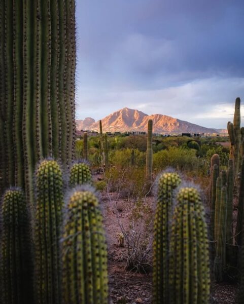 Desert Botanical Garden w Phoenix.