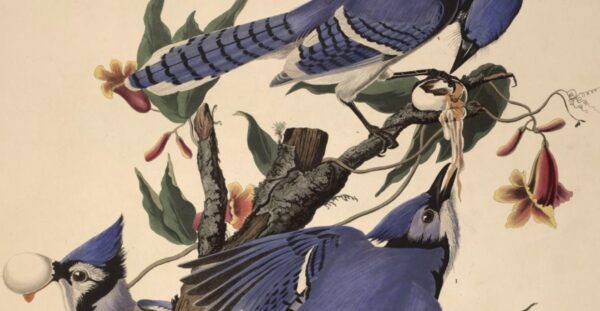 "Birds of America - blue jays" /fot. Kb.dk