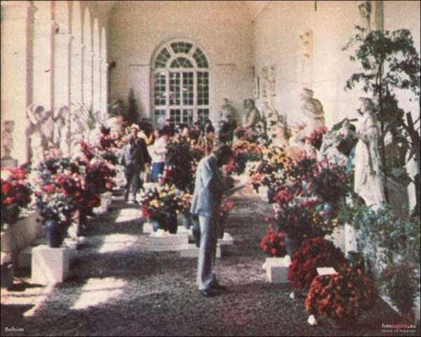 Zdjęcie z lat 70. - Royal Rose 1977.