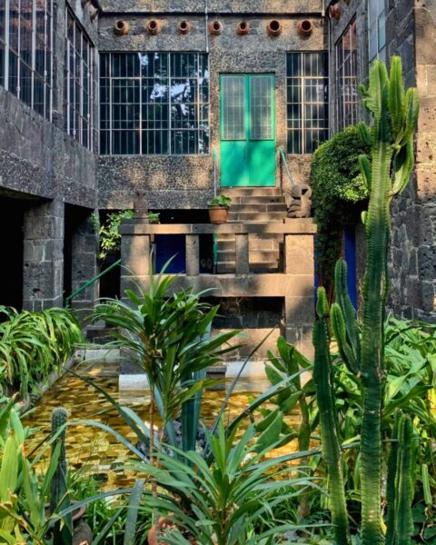 Zdjęcie przedstawia fragment dziedzińca i studia La Casa Azul (Muzeum Fridy Kahlo) w Meksyku. Na pierwszym planie znajduje się ogród z bujnymi, sukulentami i wysokimi kaktusami, otaczający płytki, żółto-złoty zbiornik wodny. W tle widać kamienną, szarą fasadę z cegły wulkanicznej z licznymi przeszkleniami i kratami, prowadzącą do drzwi wejściowych na wyższym poziomie. Centralnym punktem fasady są podwójne, jaskrawo zielone drzwi, do których prowadzą kamienne schody.