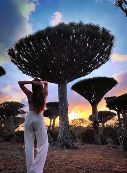 Wyspa Socotra - smocze drzewa.