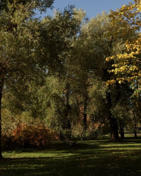 Park w jesienny, słoneczny dzień. Kadrowanie od dołu, ukazujące wysokie drzewa z intensywnie zielonymi i żółtymi liśćmi, oraz niewielkie krzewy z pomarańczowo-czerwonymi liśćmi, oświetlone promieniami słońca. Na pierwszym planie ciemna, soczysta trawa. Kontrast intensywnych barw natury i błękitnego nieba. Inspiracja: jesienny relaks i czerpanie energii z natury.